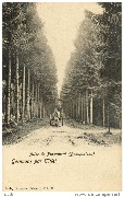 Allée de Pinsamont(Beauplateau)Gérimont par Tillet
