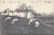 Middelkerke - Au Village. Sur le Côteau - Moutons au Paturage