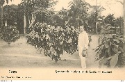 Cacaoyer de la plantation de Lemba - Mayombé