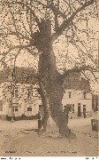 Boendael Le Vieux Tilleul planté au XVIè siècle