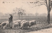 Spa. Environs de Spa - Le Soir - Troupeau de Moutons