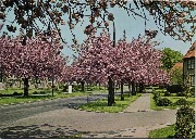 Boitsfort  Bosvoorde "Le Logis" Cerisiers en fleurs Bloeiende Kersebomen