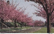 Boitsfort  Bosvoorde "Le Logis" Cerisiers en fleurs Bloeiende Kersebomen(vue3)