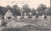 Ivoz-Val-St-Lambert Ferme de la Croix St Hubert Vaches laitières au pâturage 