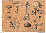 Affiche p&eacute;dagogique Les Champignons 