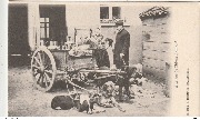 Attelage de chiens flamands