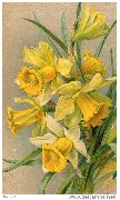 Jonquilles
