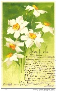 Im Frühlingskleid (jonquilles)