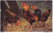 (Coqs et poules)