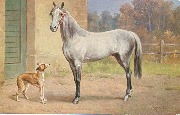 Araber und Barzoi
