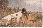 (Envol d'une b&eacute;casse avec chien rapportant un lapin)