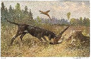 (Pointer ramassant un faisan)