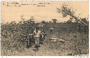 Congo Belge . Belgisch Congo Elisabethville. Rentrée du maïs. Maïsoogst
