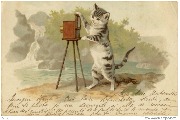 (Chat photographiant un paysage)