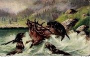 (grand cerf attaqu&eacute; dans l'eau par 4 chiens)