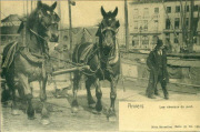Souvenir d'Anvers.Les chevaux du port