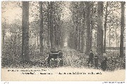 HERENTHALS. (En omstreken). Laan van het Kasteel,te Bouwel (**)