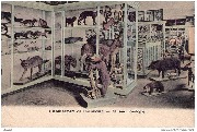 Etablissement de Carlsbourg - Mus&eacute;e : Zoologie