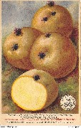 Pomme de terre r&eacute;g&eacute;n&eacute;r&eacute;e &agrave; grand rendement "Industrie Maxima"