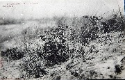 Middelkerke. Flore des Dunes