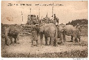 Congo Belge. El&eacute;phants transportant des briques