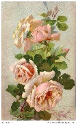 (Roses blanches) (Roses blanches)