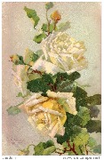 (Roses blanches) (Roses blanches)