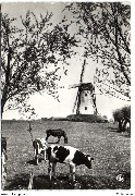 Damme. De Molen Le Moulin