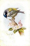 (M&eacute;sange sur une branche fleurie)