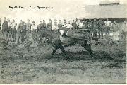 Equitation La voltige au galop