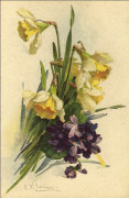  Narcisses et violettes