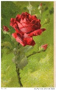 (Rose rouge)